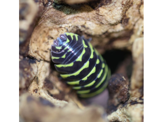 Armadillidium maculatum "yellow" (cloporte)