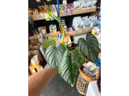 Action Philodendron Mamei - Flash