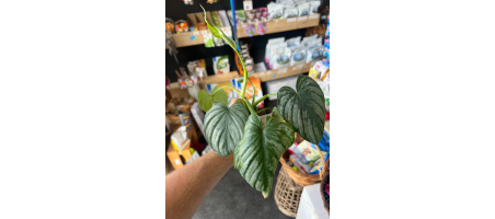 Action Philodendron Mamei - Flash