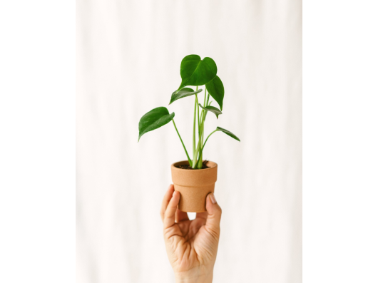 Action Monstera Deliciosa - Flash