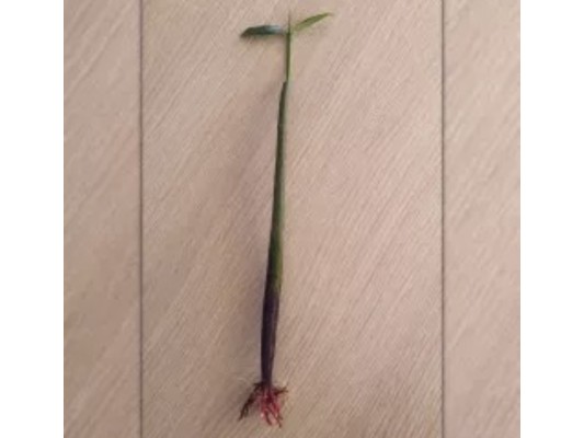 1 graine de Palétuvier...