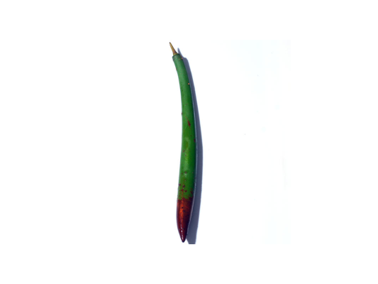 1 graine de Palétuvier...