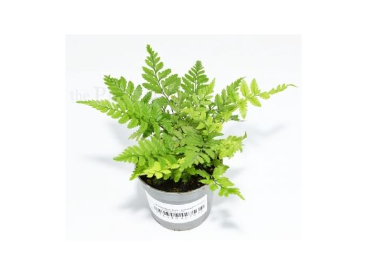 Polystichum tsus-simense