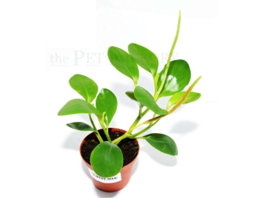 Peperomia spec. PANAMA...