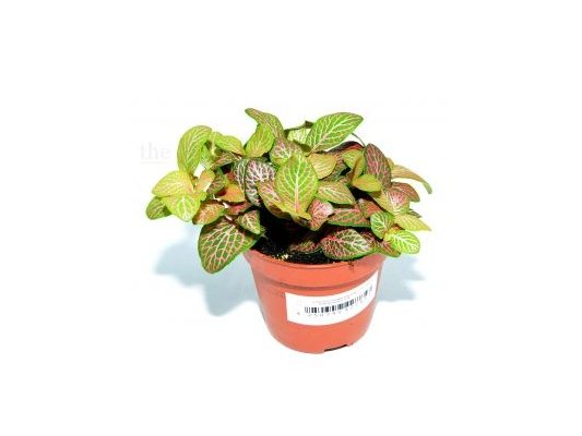 Fittonia verschaffeltii...