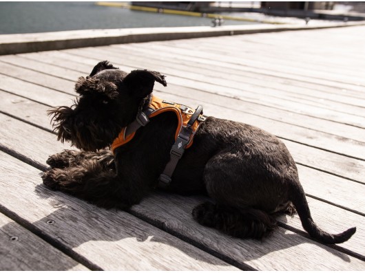 Harnais dogcophengagen