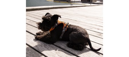 Harnais dogcophengagen