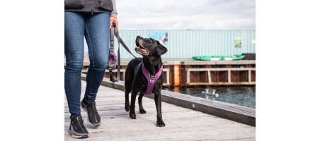 Harnais dogcophengagen
