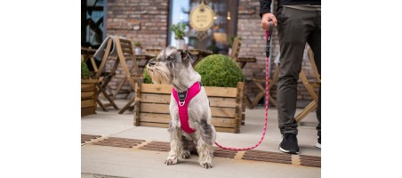 Harnais dogcophengagen