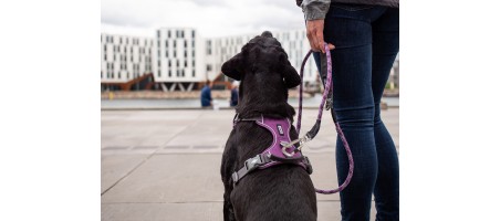 Harnais dogcophengagen