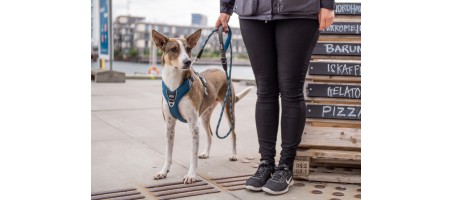 Harnais dogcophengagen