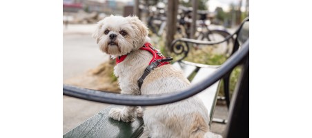 Harnais dogcophengagen