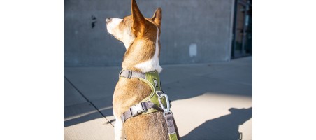 Harnais dogcophengagen