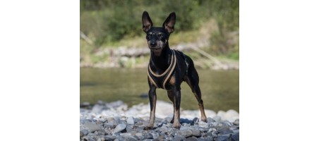 Harnais Dog's FunRun