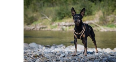 Harnais FunRun pour chiens (Voyage)