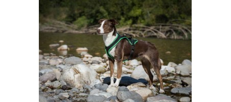 Harnais FunRun pour chiens (Voyage)