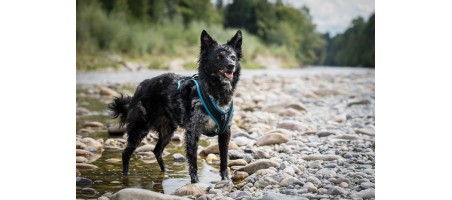 Harnais FunRun pour chiens (Voyage)