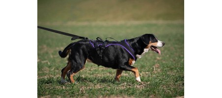 Harnais assistance FunRun pour chiens