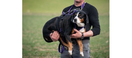 Harnais assistance FunRun pour chiens