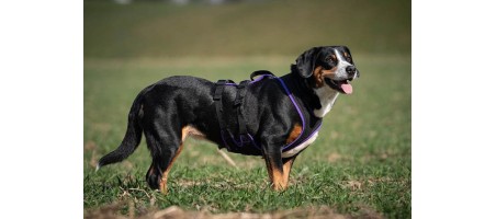 Harnais assistance FunRun pour chiens