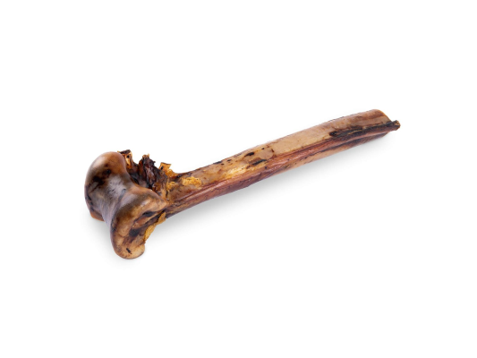 Petit tibia d’autruche 1...