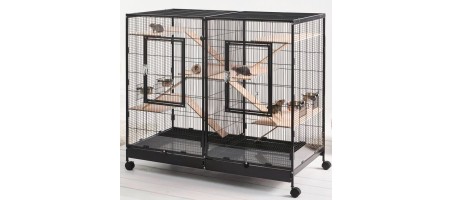 Tasmania 120 Rongeurs