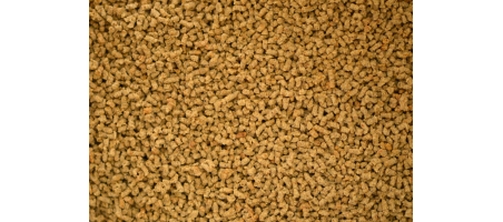 Shiny Fins – cichlidé