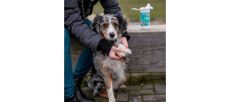 Lingettes sensitives pour chiens et chats - Flash