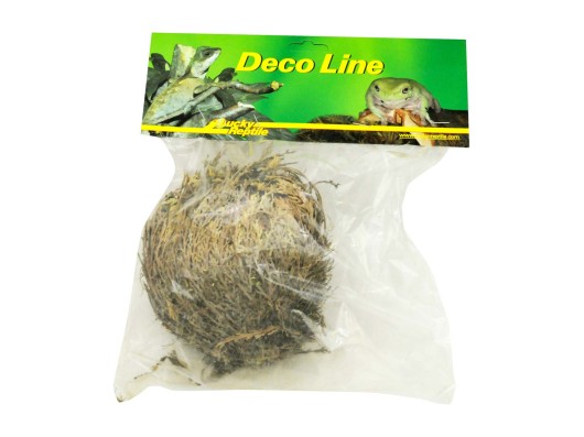 Lucky Reptile "Rose von Jericho"