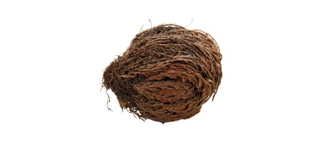 Lucky Reptile "Rose von Jericho"