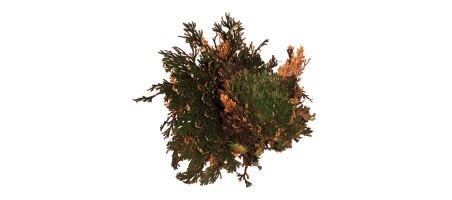 Lucky Reptile "Rose von Jericho"