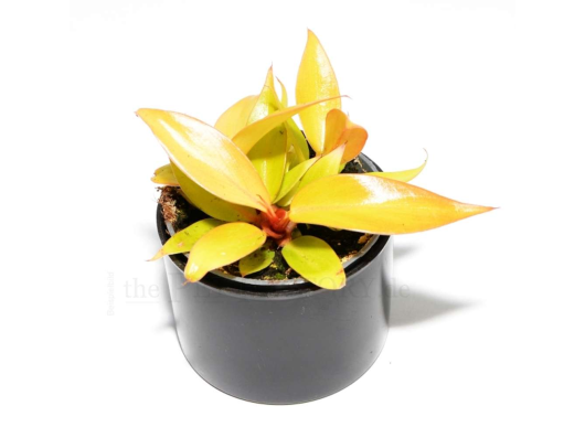 Philodendron PRINCE OF ORANGE