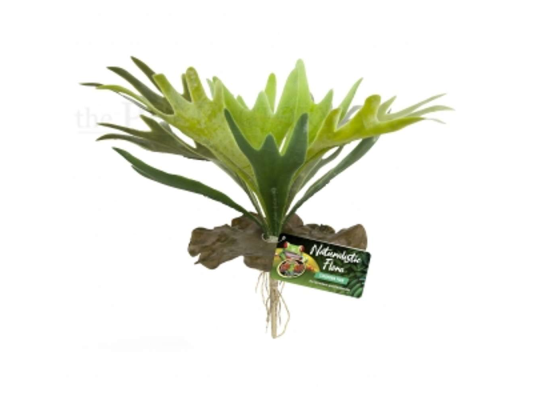 Staghorn Fern