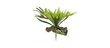 Staghorn Fern