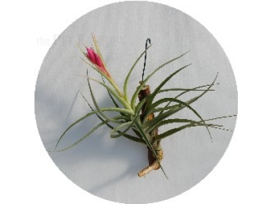 Tillandsia aeranthos