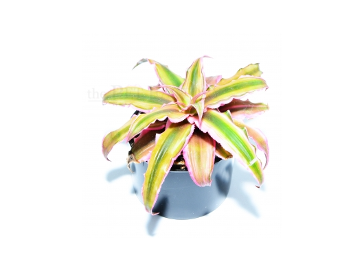 Cryptanthus rot