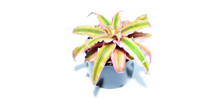 Cryptanthus rot