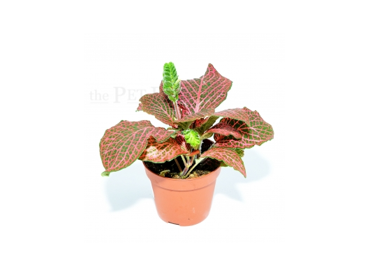 Fittonia verschaffeltii RED