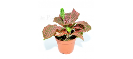 Fittonia verschaffeltii RED