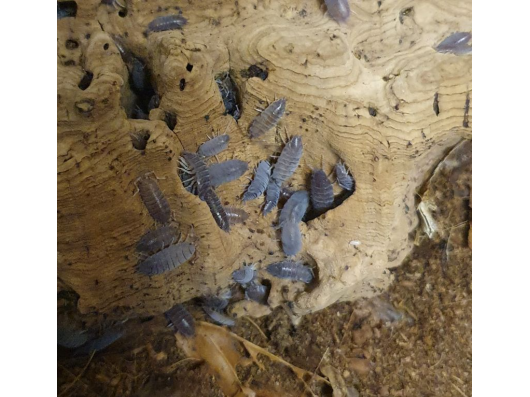 Porcellionides pruinosus (cloportes bruns tropicaux)