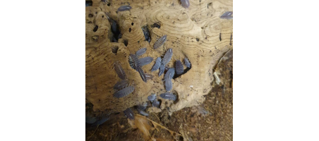 Porcellionides pruinosus (cloportes bruns tropicaux)