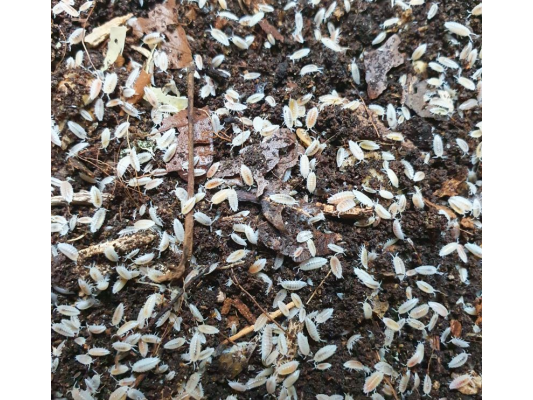 Les cloportes blancs...