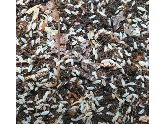 Les cloportes blancs (Collemboles) pour terrarium Bio Actif