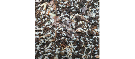 Les cloportes blancs (Collemboles) pour terrarium Bio Actif