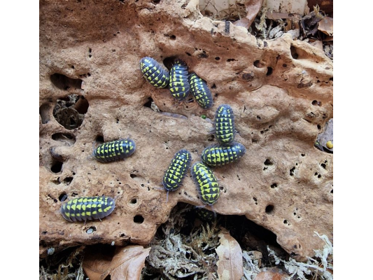 Armadillidium gestroi