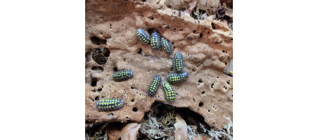 Armadillidium gestroi