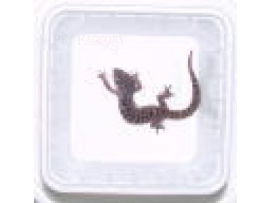 Bol de transport pour animaux carré de 0,5 litre