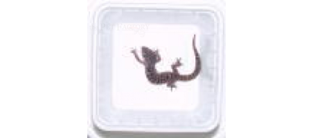 Bol de transport pour animaux carré de 0,5 litre