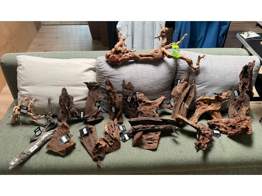 Racine de mangrove environ...