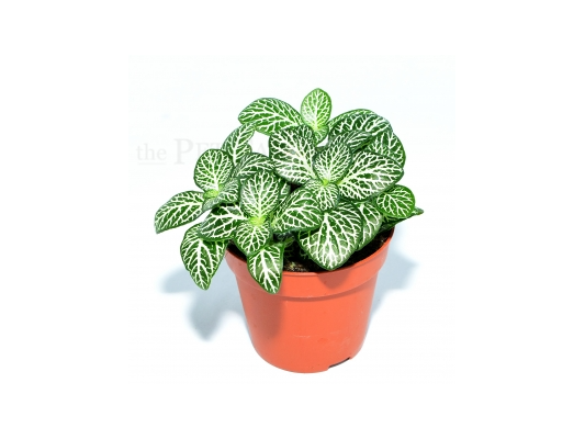 Fittonia albivenis DARK